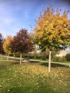 automne arbres