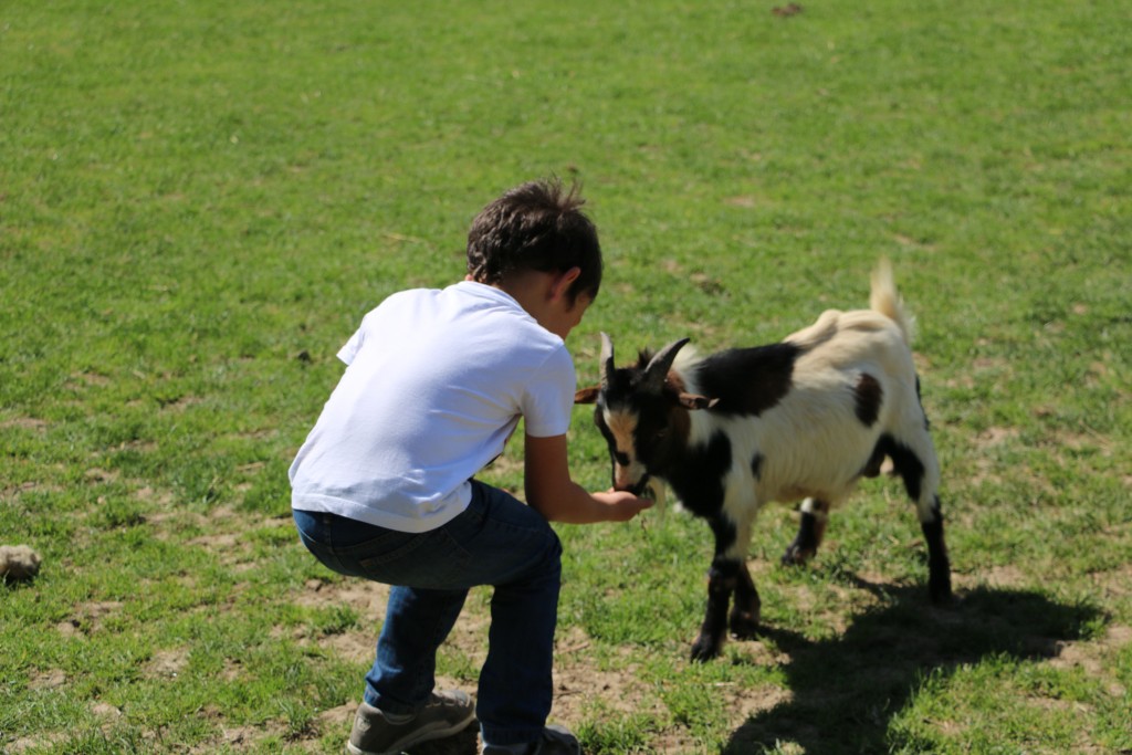 Enfant qui nourri une chèvre
