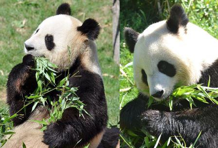 Pandas du ZooParc de Beauval