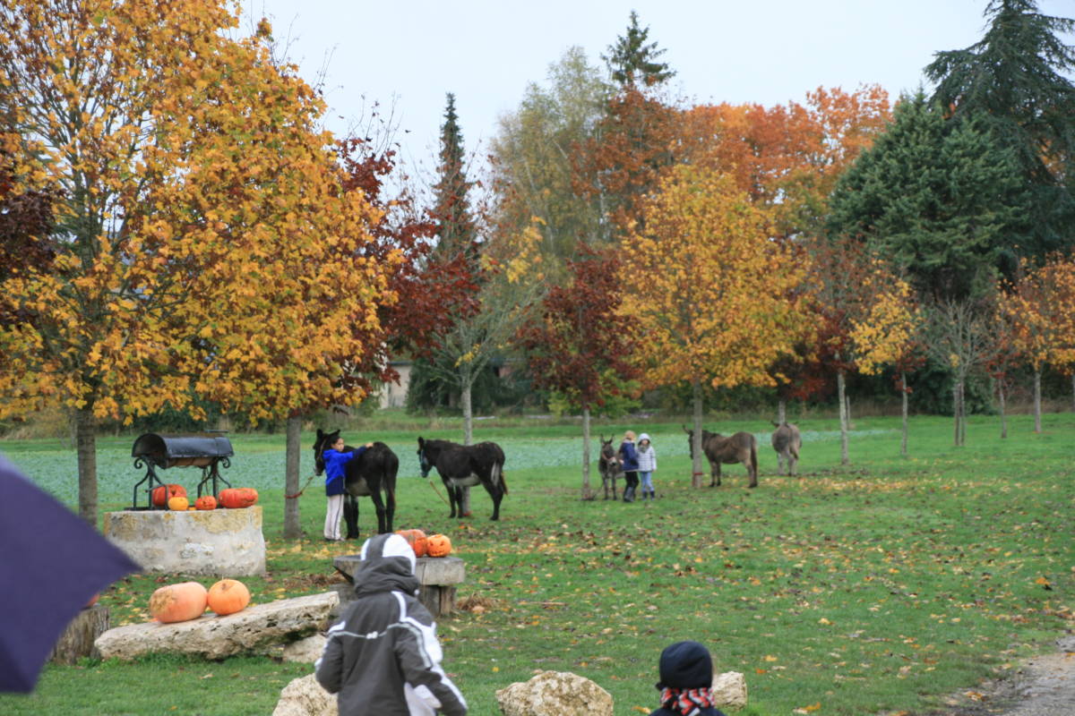 Randonnée avec ânesses - Camping nature Ferme Pédagogique de Prunay